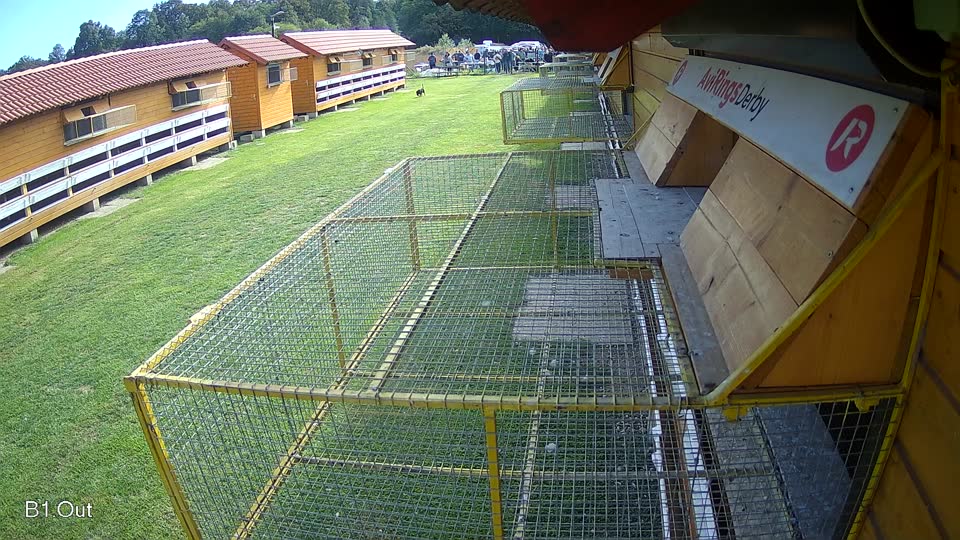 Pigeon Arrival Image For Race Final race 3