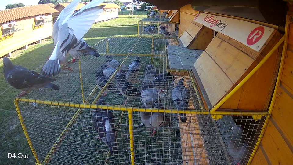 Pigeon Arrival Image For Race Race 5