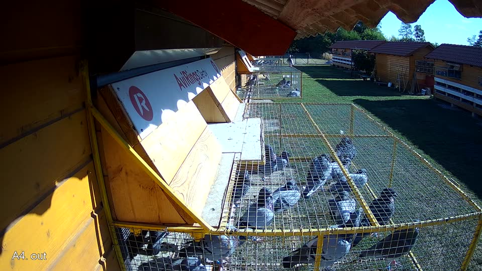 Pigeon Arrival Image For Race Race 3