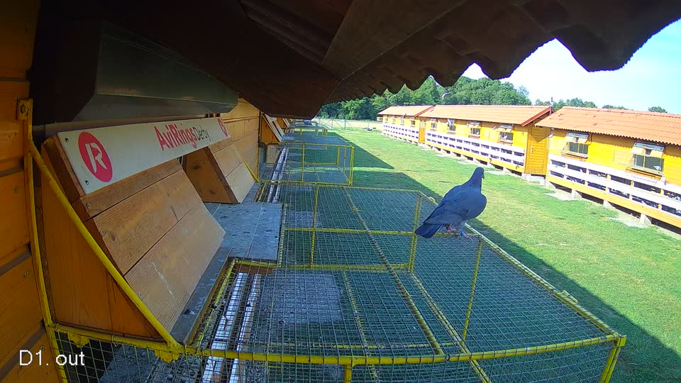 Pigeon Arrival Image For Race Race 1