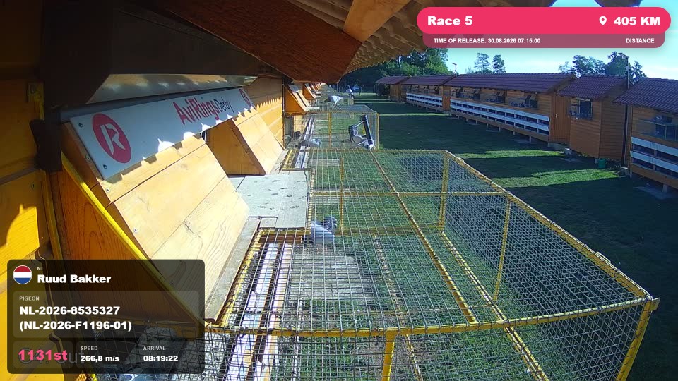 Pigeon Arrival Image For Race Race 5