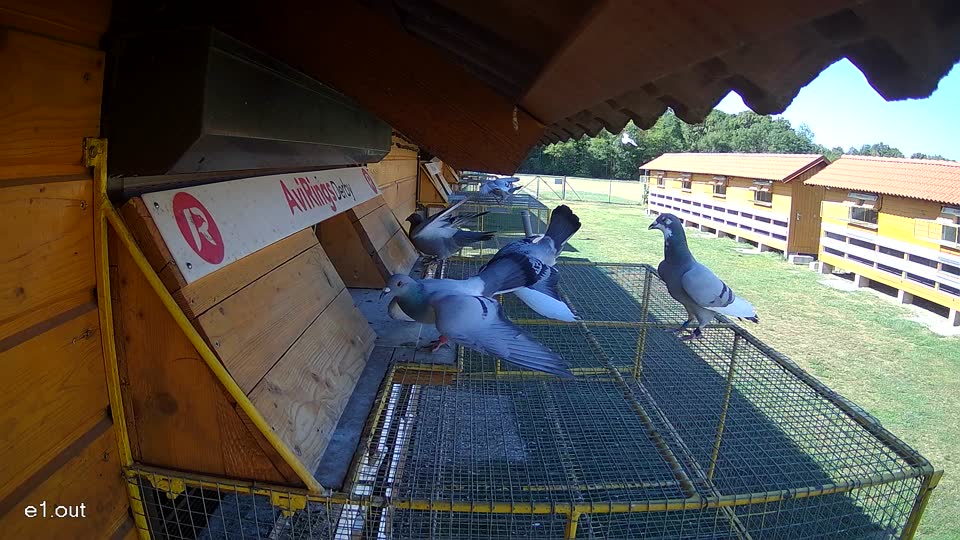 Pigeon Arrival Image For Race Race 3