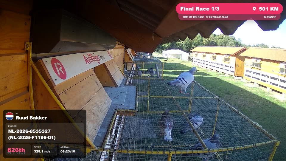Pigeon Arrival Image For Race Final Race 1/3