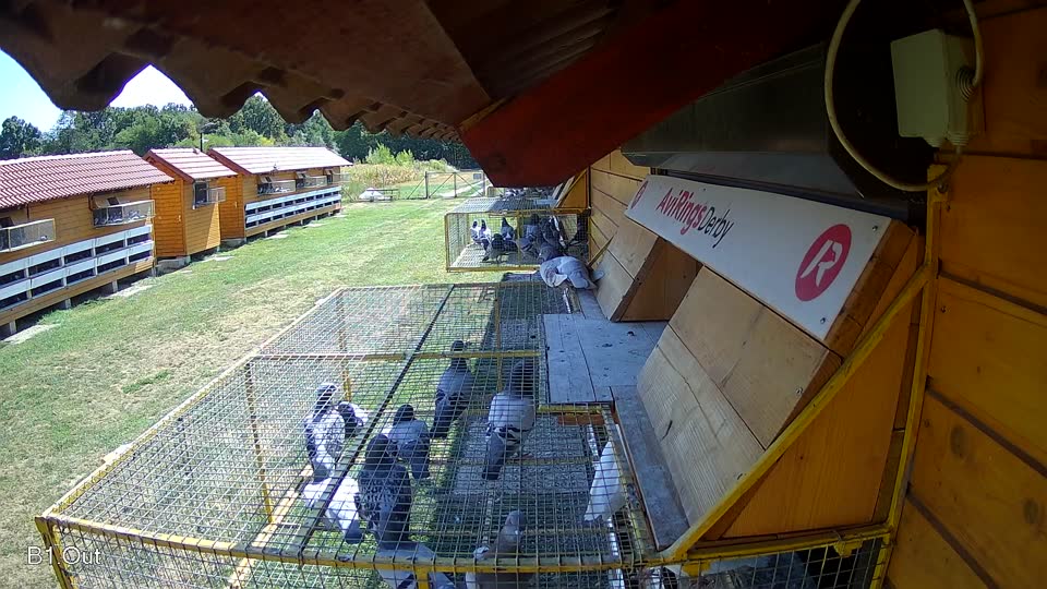 Pigeon Arrival Image For Race Race 2