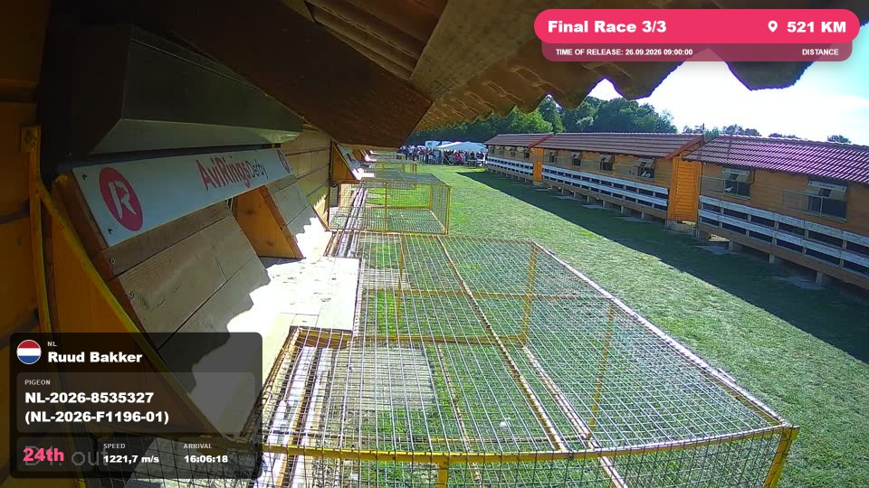 Pigeon Arrival Image For Race Final Race 3/3