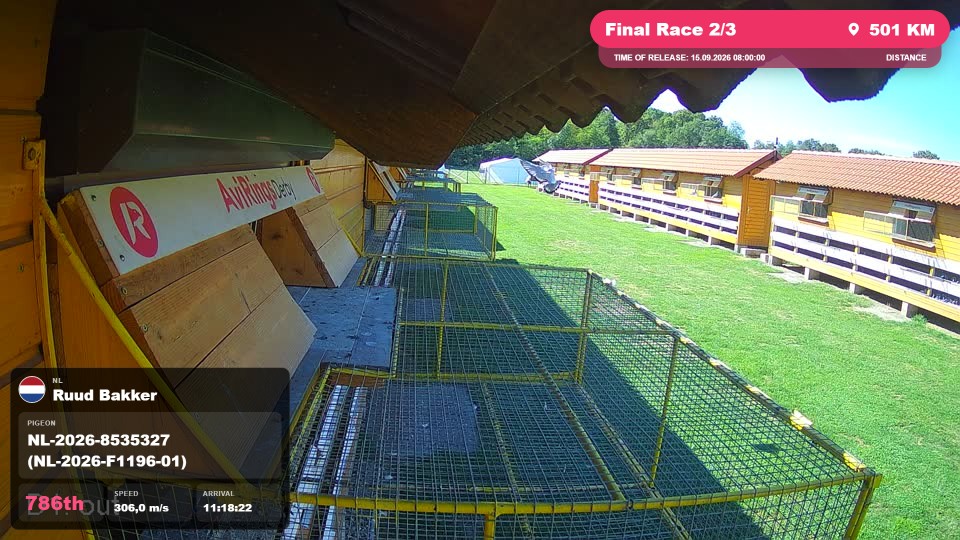 Pigeon Arrival Image For Race Final Race 2/3
