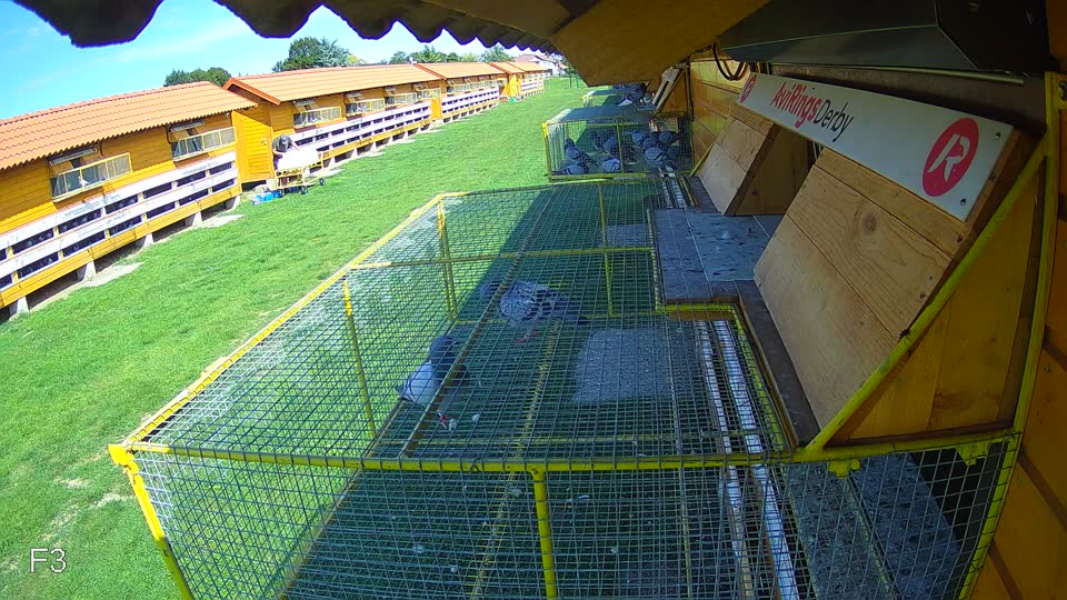Pigeon Arrival Image For Race Race 6
