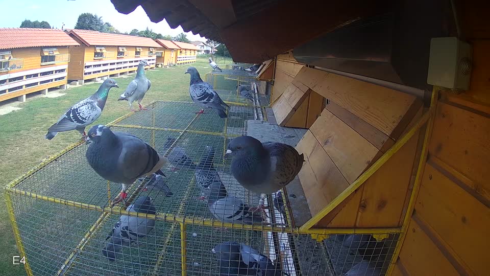 Pigeon Arrival Image For Race Race 4