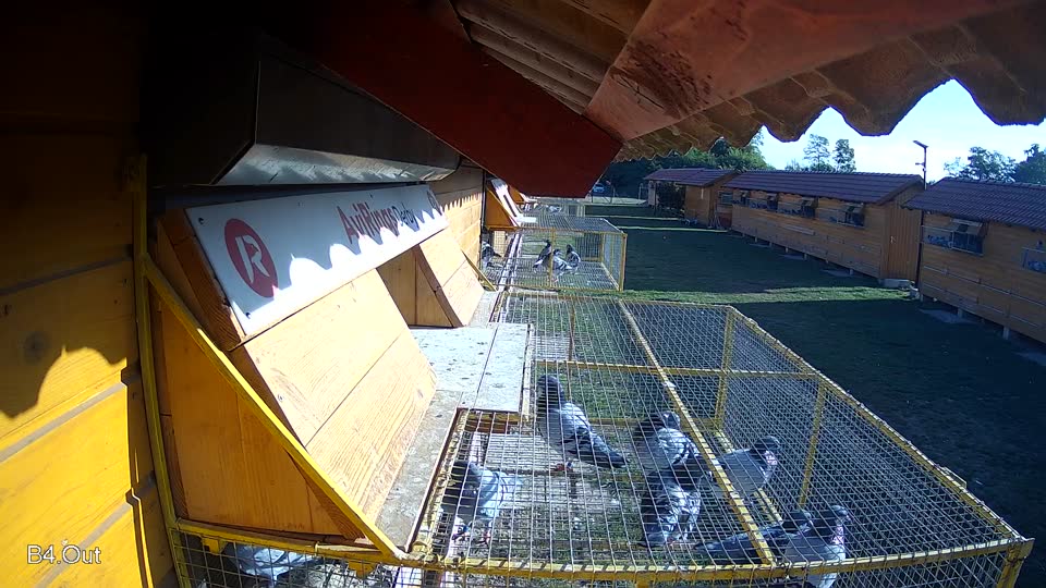 Pigeon Arrival Image For Race Race 5