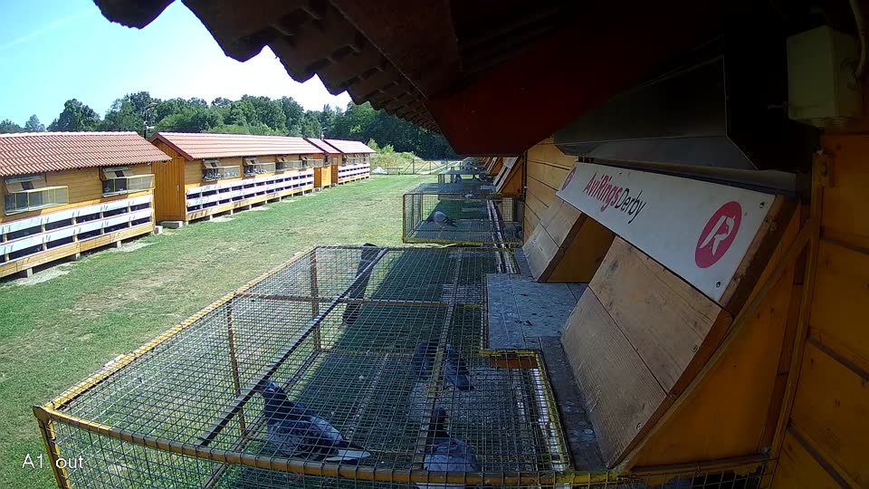 Pigeon Arrival Image For Race Race 1