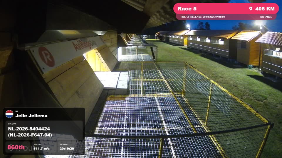 Pigeon Arrival Image For Race Race 5