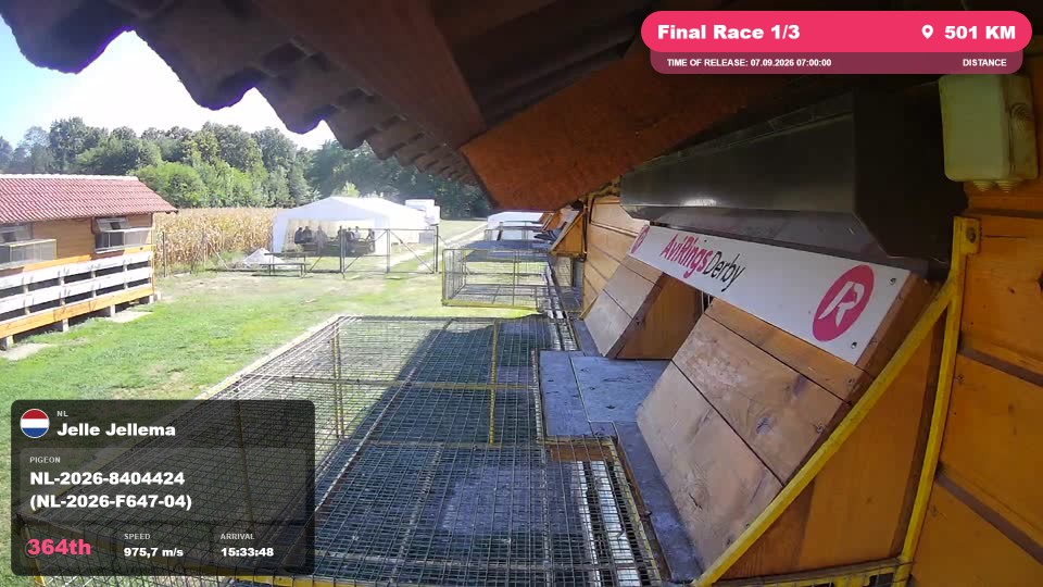 Pigeon Arrival Image For Race Final Race 1/3