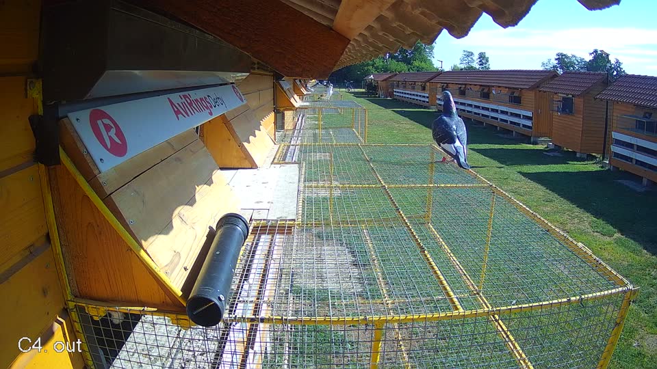 Pigeon Arrival Image For Race Race 2