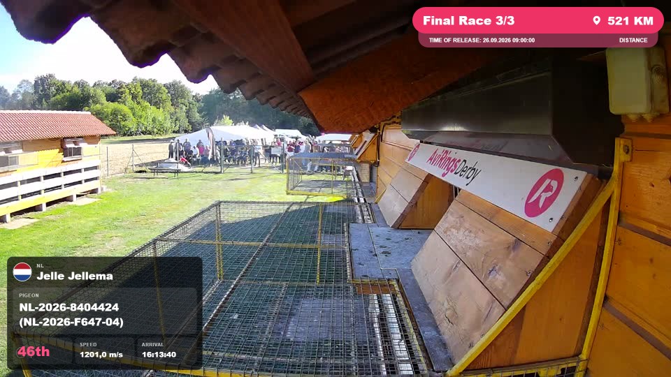 Pigeon Arrival Image For Race Final Race 3/3