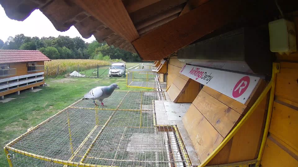 Pigeon Arrival Image For Race Race 4