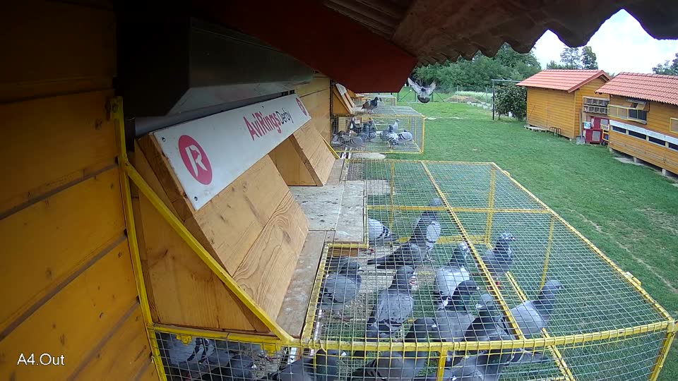 Pigeon Arrival Image For Race Final race 1
