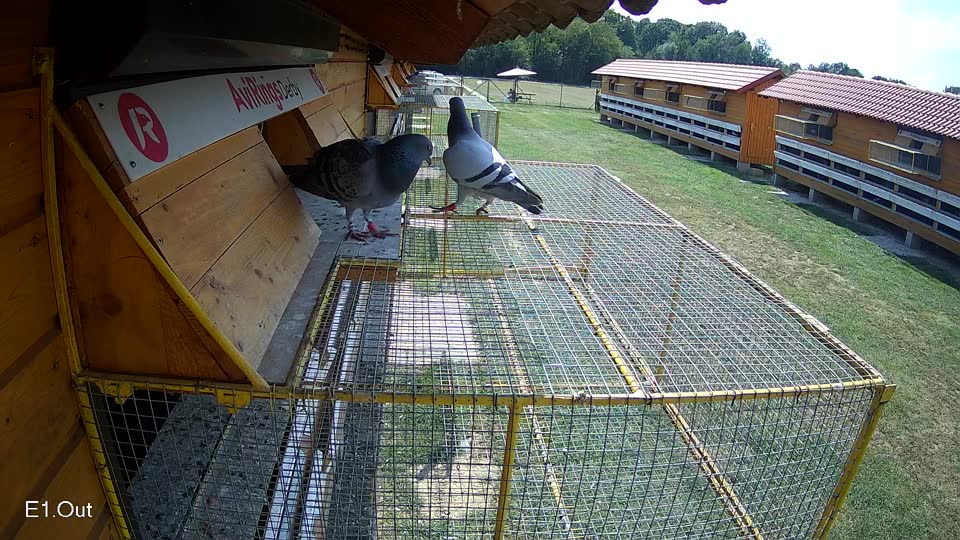 Pigeon Arrival Image For Race Race 4