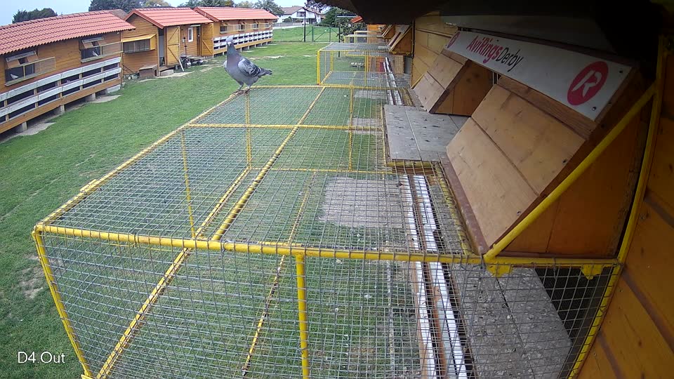 Pigeon Arrival Image For Race Final race 3