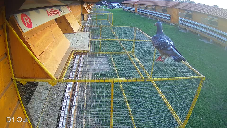 Pigeon Arrival Image For Race Final race 1