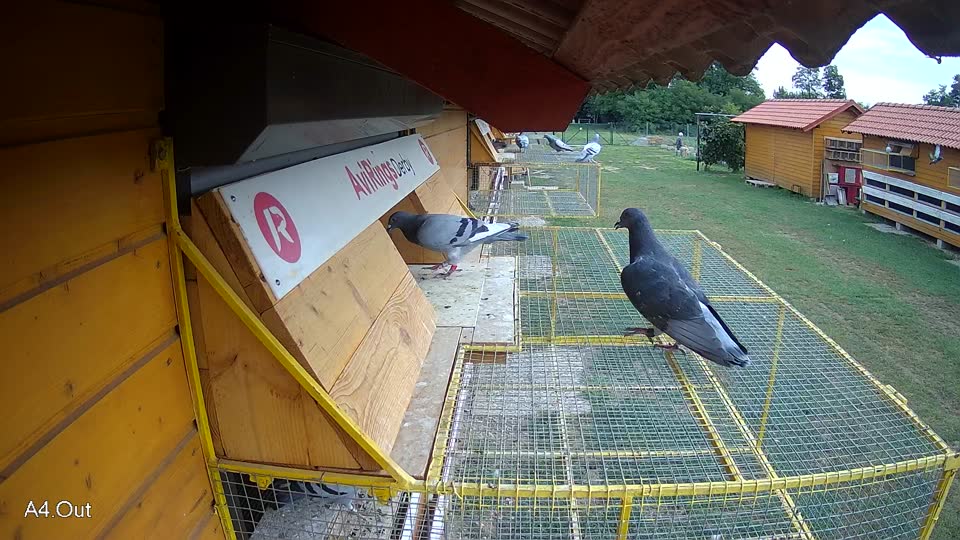 Pigeon Arrival Image For Race Race 3