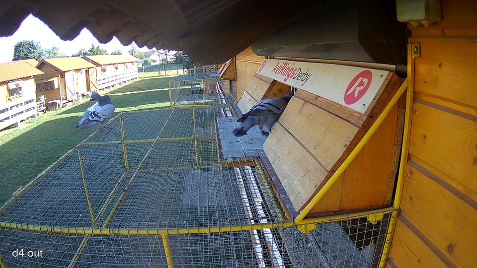 Pigeon Arrival Image For Race Final Race 1/3