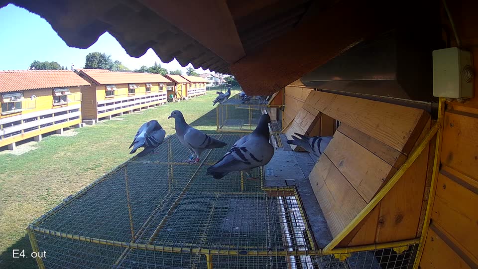 Pigeon Arrival Image For Race Race 2