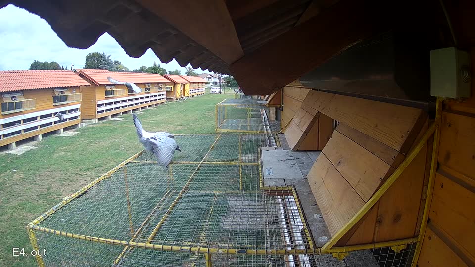 Pigeon Arrival Image For Race Race 4