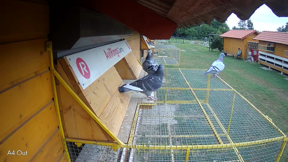 Pigeon Arrival Image For Race Race 3