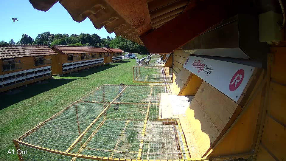 Pigeon Arrival Image For Race Race 2