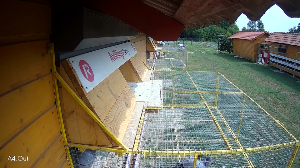 Pigeon Arrival Image For Race Race 3