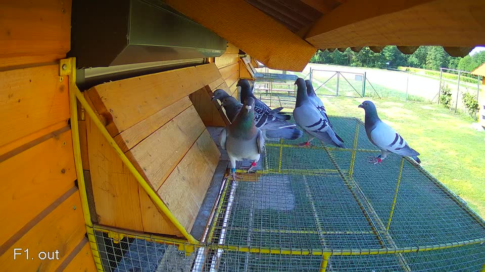Pigeon Arrival Image For Race Race 2