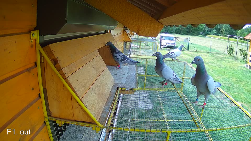 Pigeon Arrival Image For Race Race 4