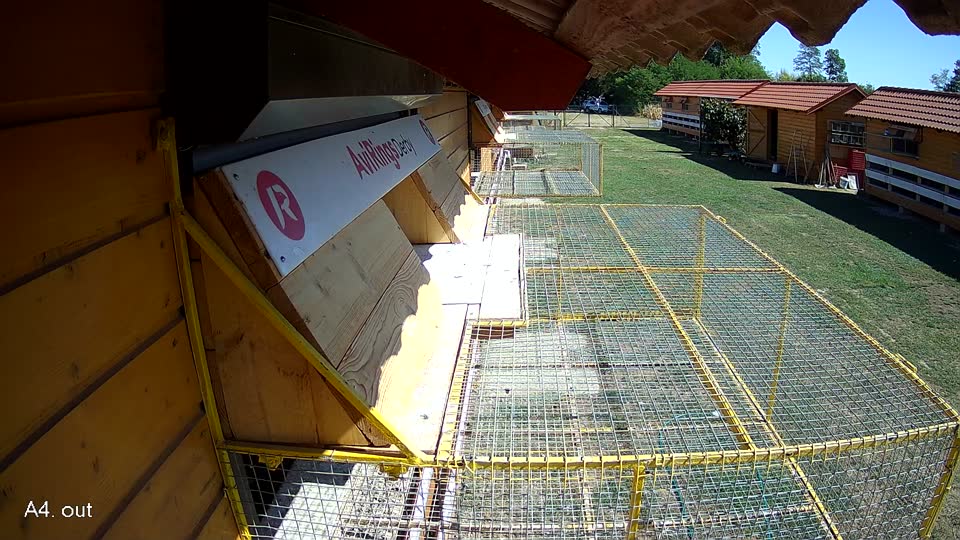 Pigeon Arrival Image For Race Race 3