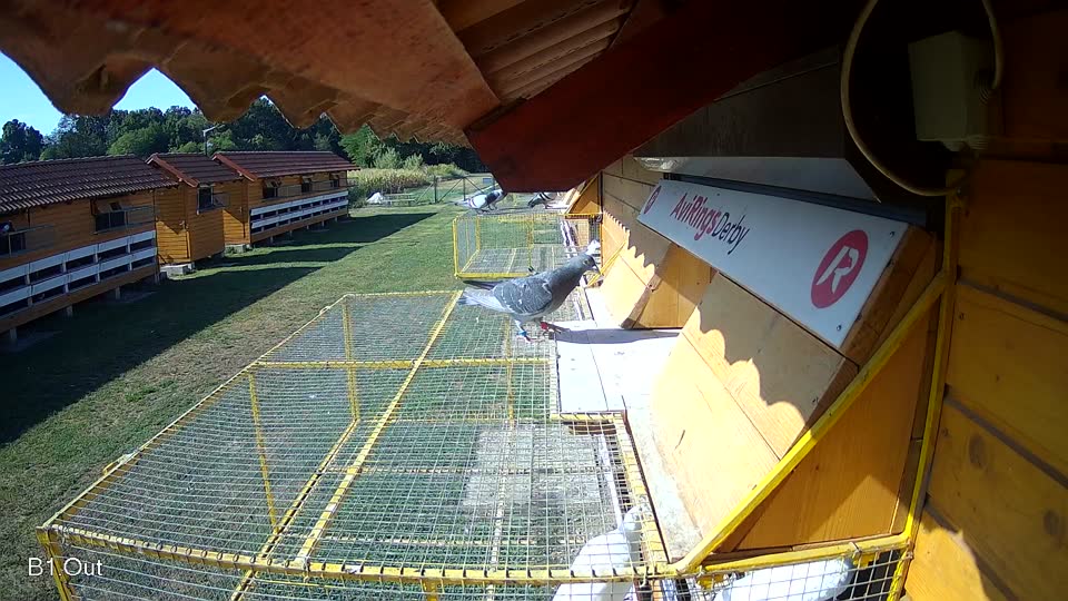 Pigeon Arrival Image For Race Race 2