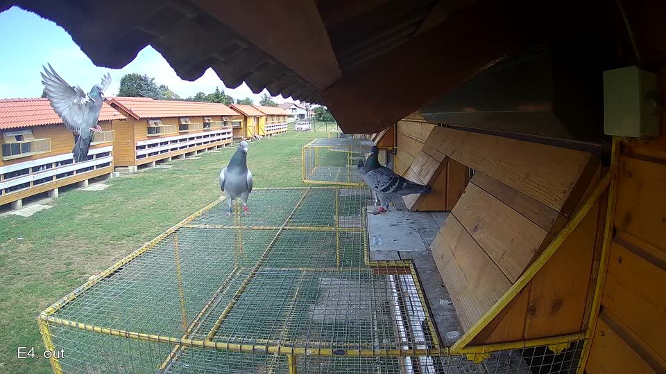 Pigeon Arrival Image For Race Race 4