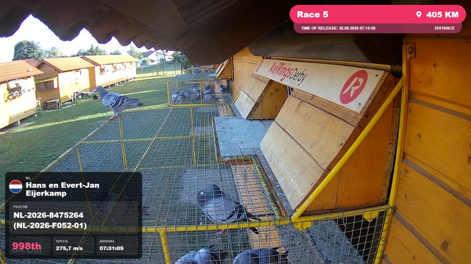 Pigeon Arrival Image For Race Race 5