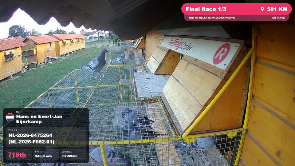 Pigeon Arrival Image For Race Final Race 1/3
