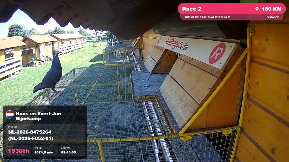 Pigeon Arrival Image For Race Race 2