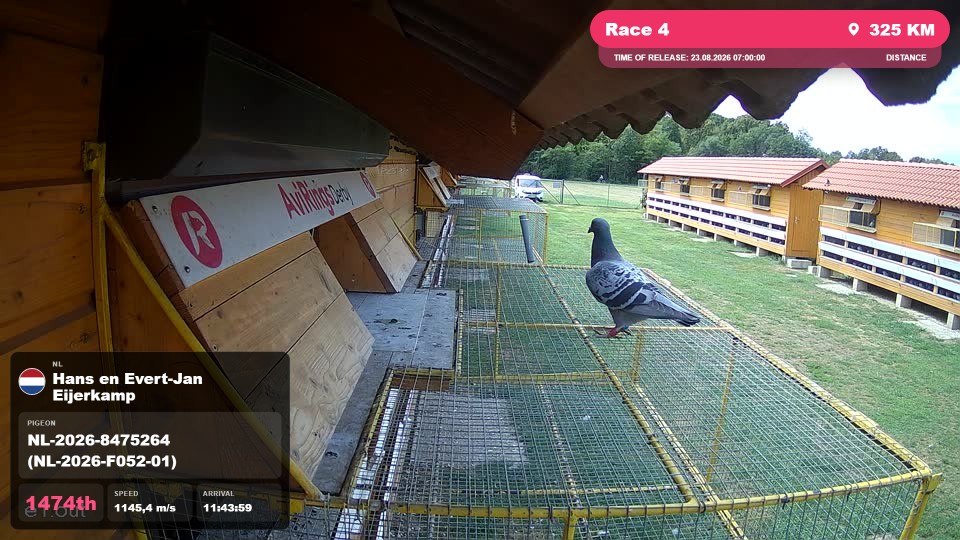 Pigeon Arrival Image For Race Race 4