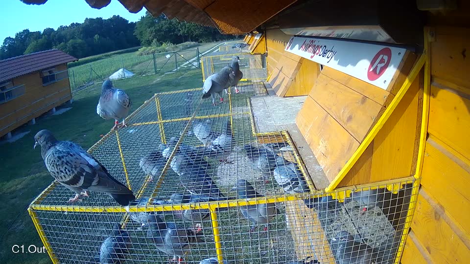 Pigeon Arrival Image For Race Race 4