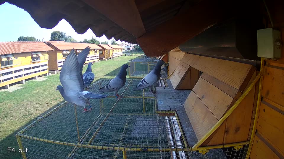 Pigeon Arrival Image For Race Race 1