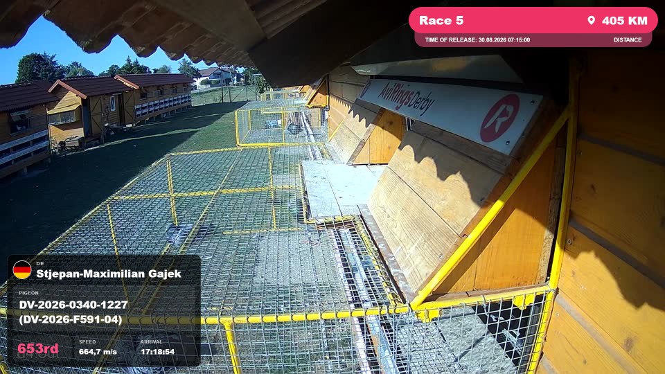 Pigeon Arrival Image For Race Race 5