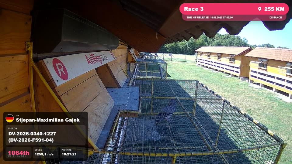 Pigeon Arrival Image For Race Race 3