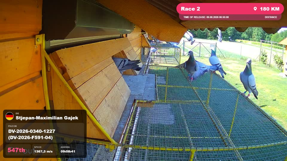 Pigeon Arrival Image For Race Race 2