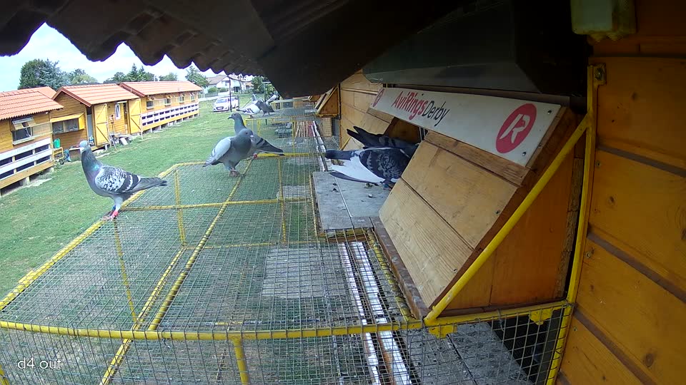 Pigeon Arrival Image For Race Race 4