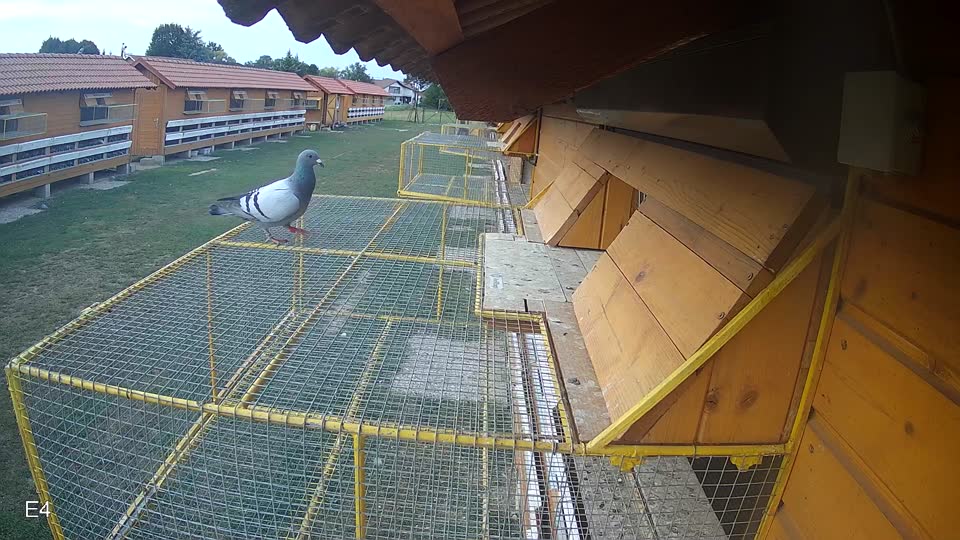 Pigeon Arrival Image For Race Race 4