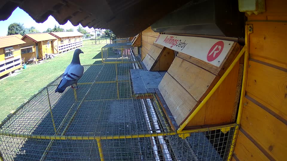 Pigeon Arrival Image For Race Race 3