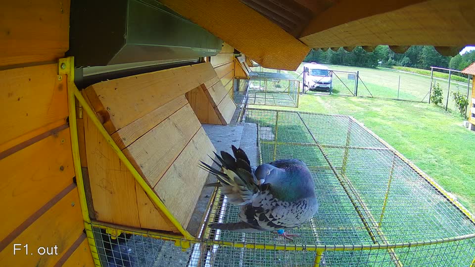 Pigeon Arrival Image For Race Race 4