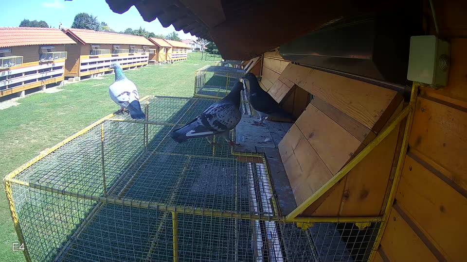 Pigeon Arrival Image For Race Race 2