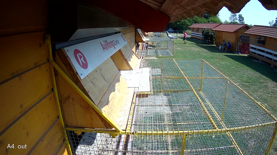 Pigeon Arrival Image For Race Race 1